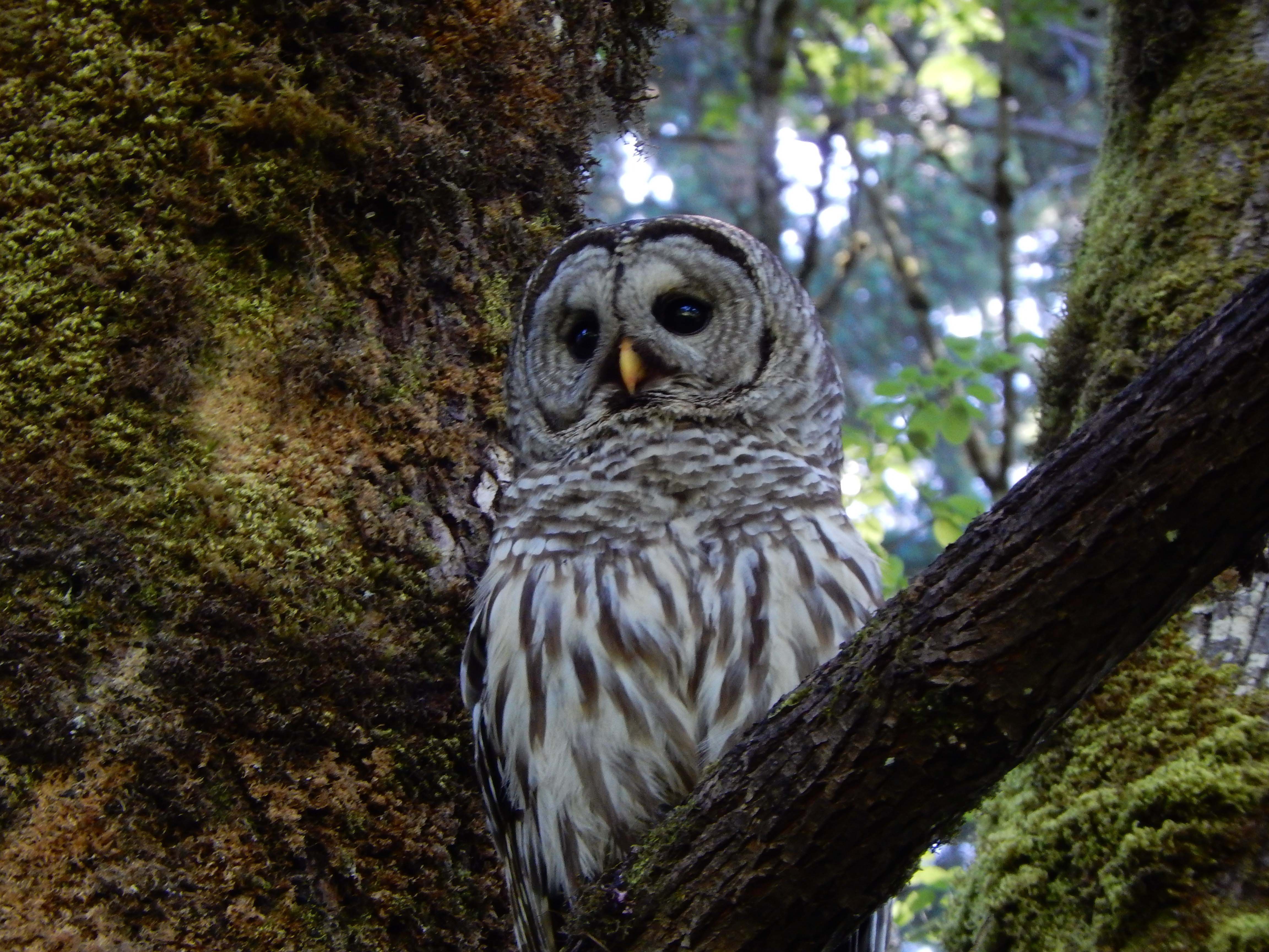 Nature Park Owl, copyright © Rosemary King