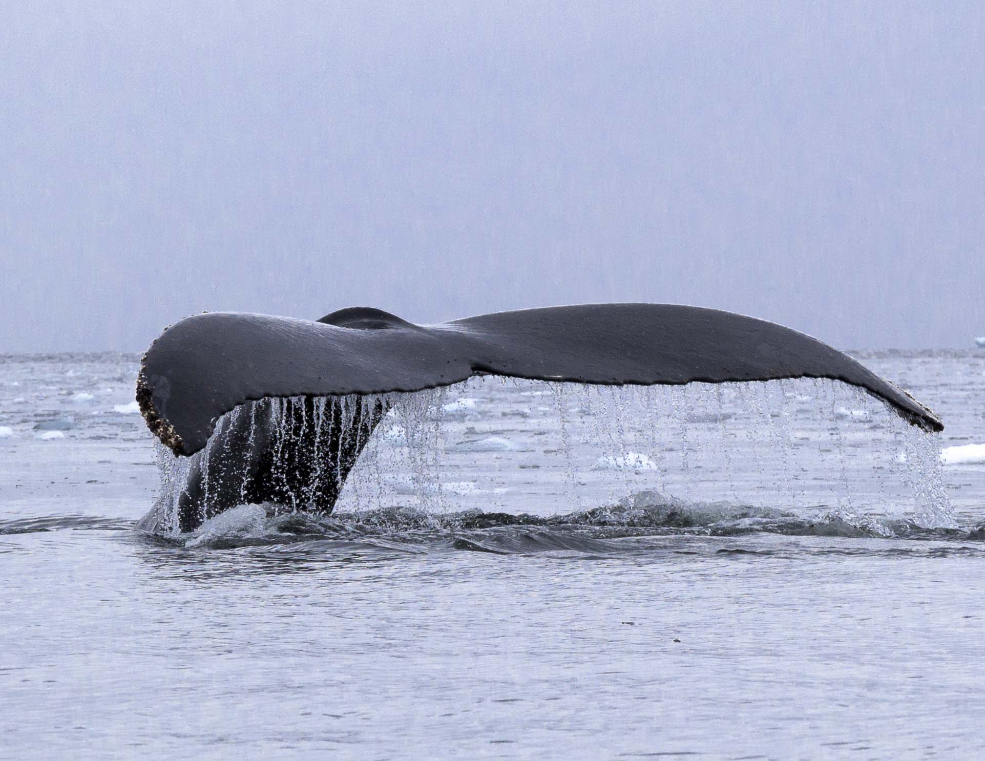 Whale Tail, copyright © Joe Whittington