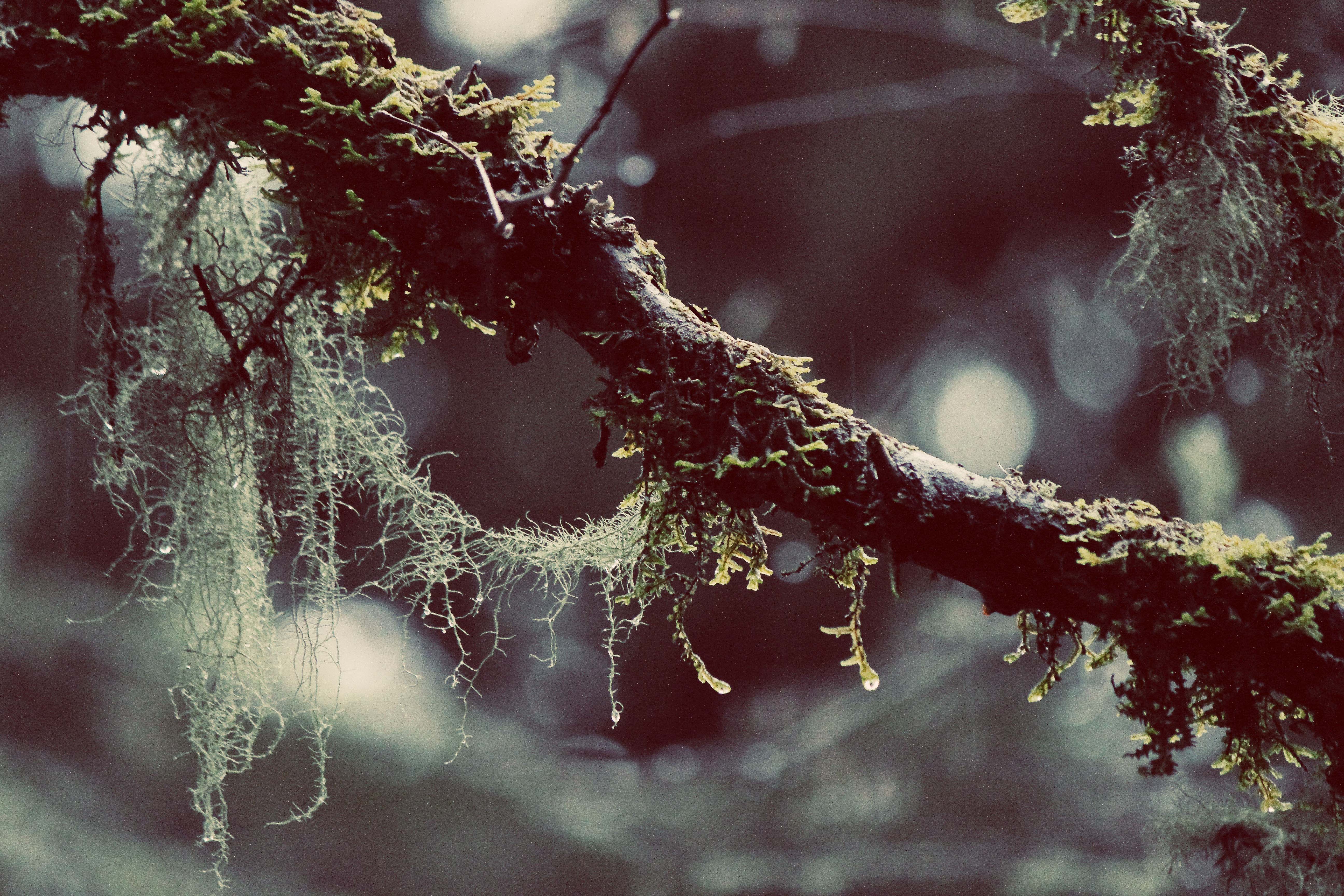 Lichen's Beard, copyright © Rebekah Skye