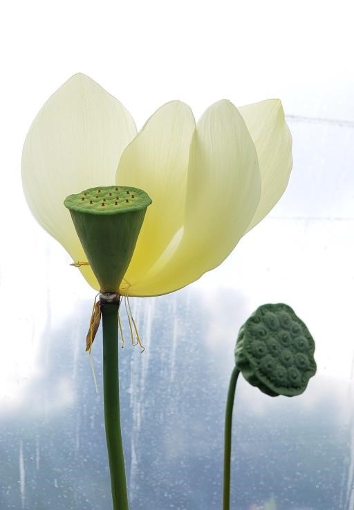 Lotus, copyright © Rebecca Benoit