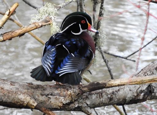 Male Wood Duck, copyright © Rosemary King