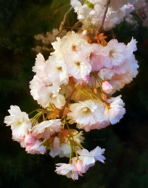 Pink and White Cherry Blossoms, copyright © Sherrie Triest