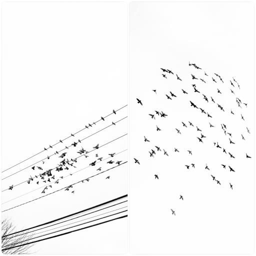 Birds of a Feather, copyright © Rebecca Benoit