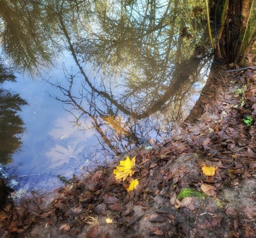 Leaves in Water, copyright © Rebecca Benoit