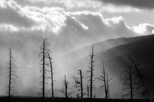 Rain Over a Burned Forest, copyright © Kendra Strahm