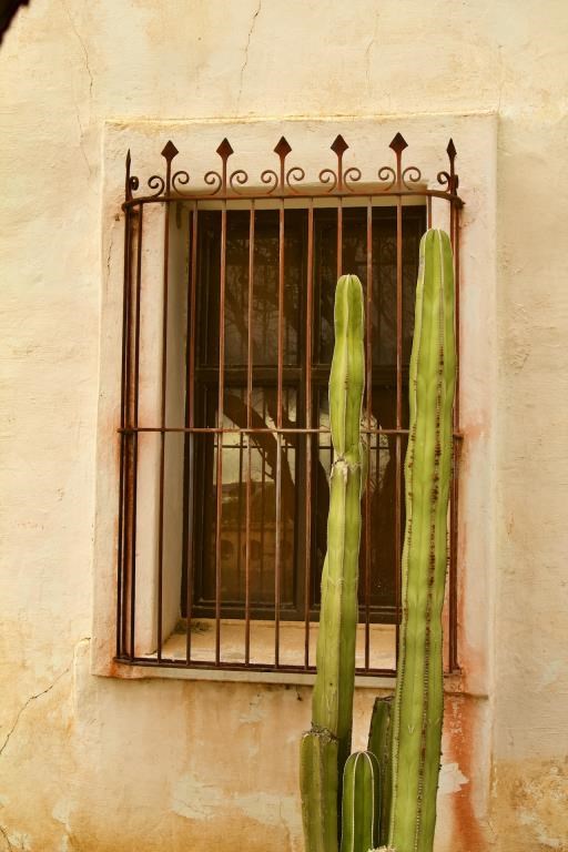Cactus at the Window, copyright © Ken Reiner
