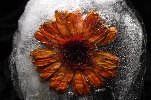 Frozen Flower, copyright © Kendra Strahm